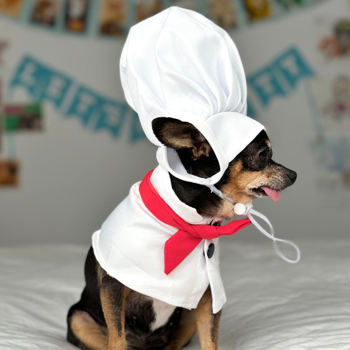 Chef Maya Papaya's Costume - Dog Chef Costume with Hat & Scarf