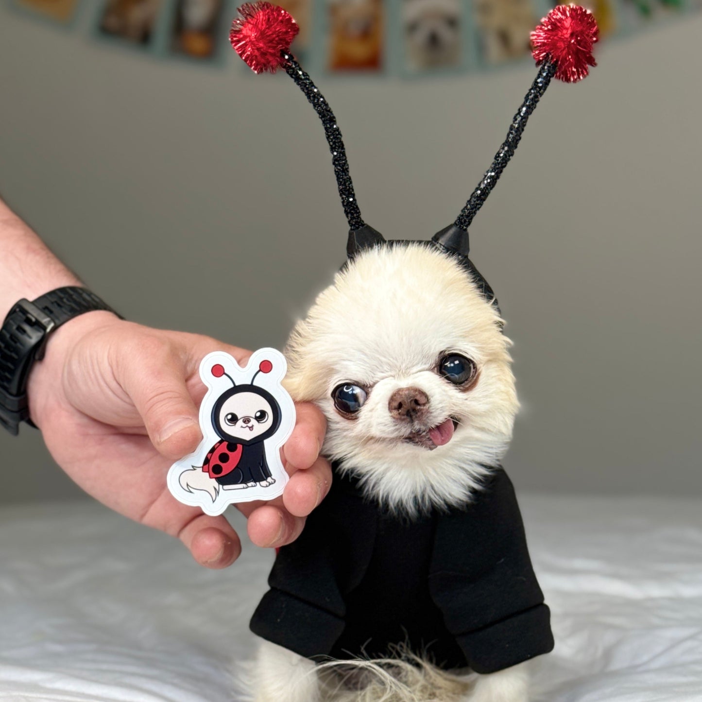 Chihuahua Cedric wearing a ldaybug costume doing the side eye to the Cedric Ladybug Costume Sticker