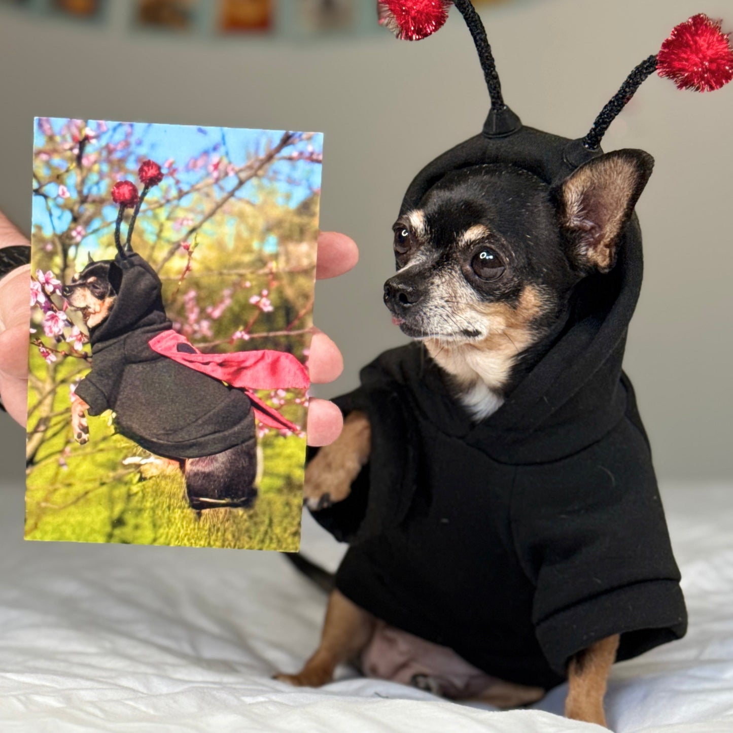 Chihuahua Maya in a ladybug costume showcasing her picture postcasrd where she is depicted wearing jer ladybug costume.