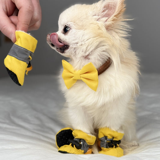 Chihuahua trying on yellow dog winter boots