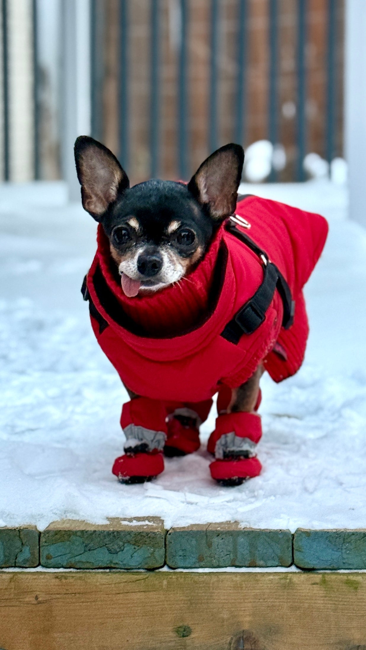 Boots for Short Winter & Potty Trips