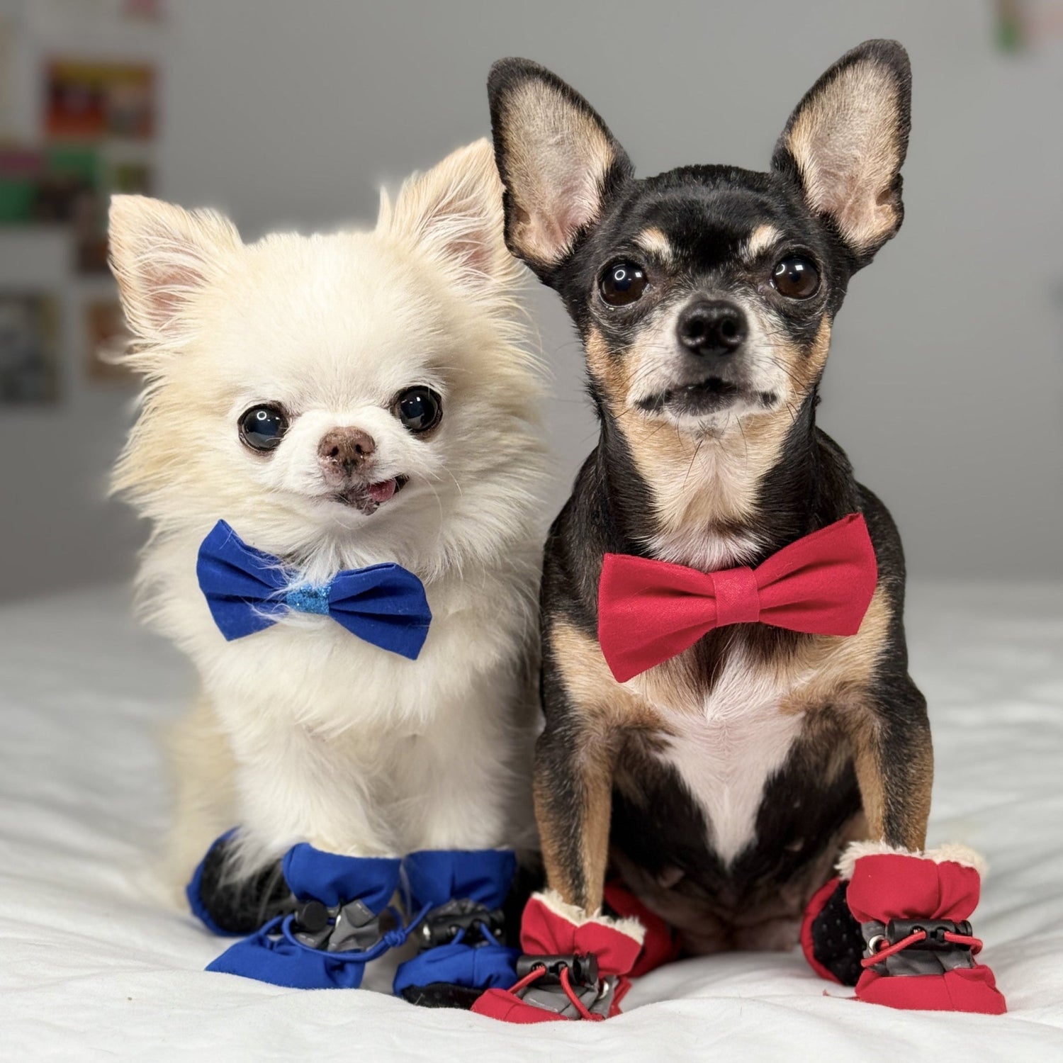 For Dog Parents