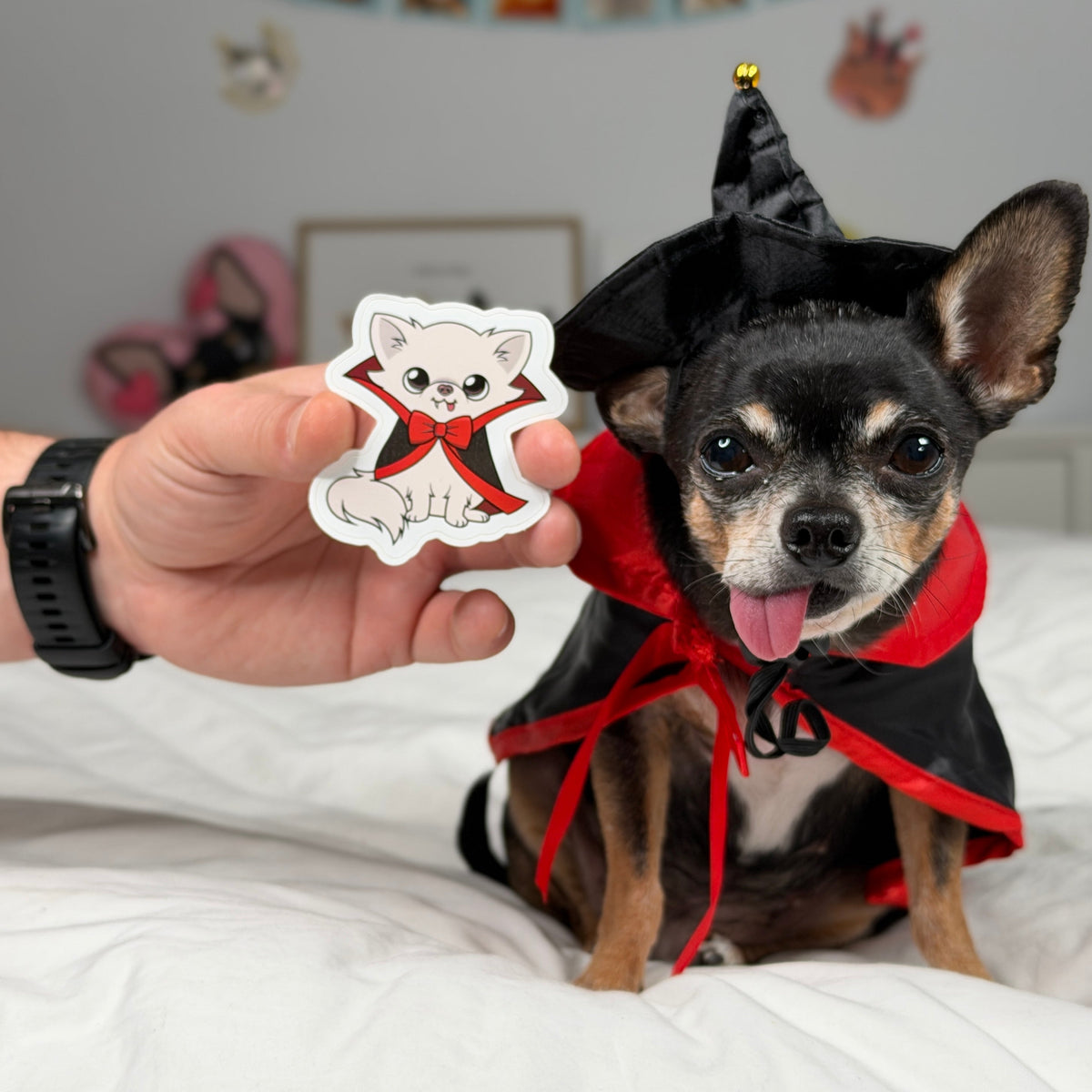 Vampire Cedric sticker held beside Cedric the Chihuahua.