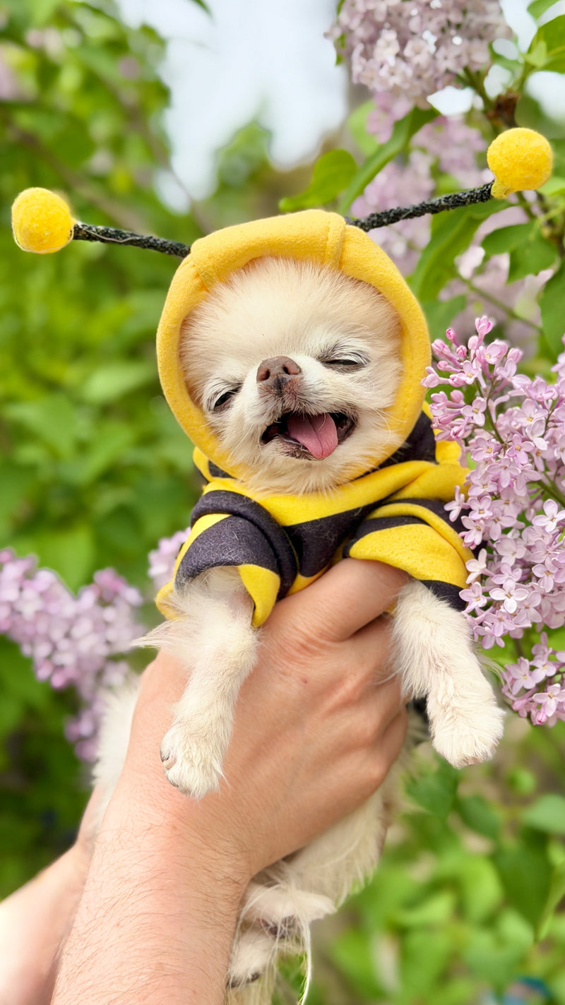 Beedric’s bee costume