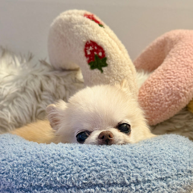 Small white dog lying on a blue cushion with bunny ears in the background