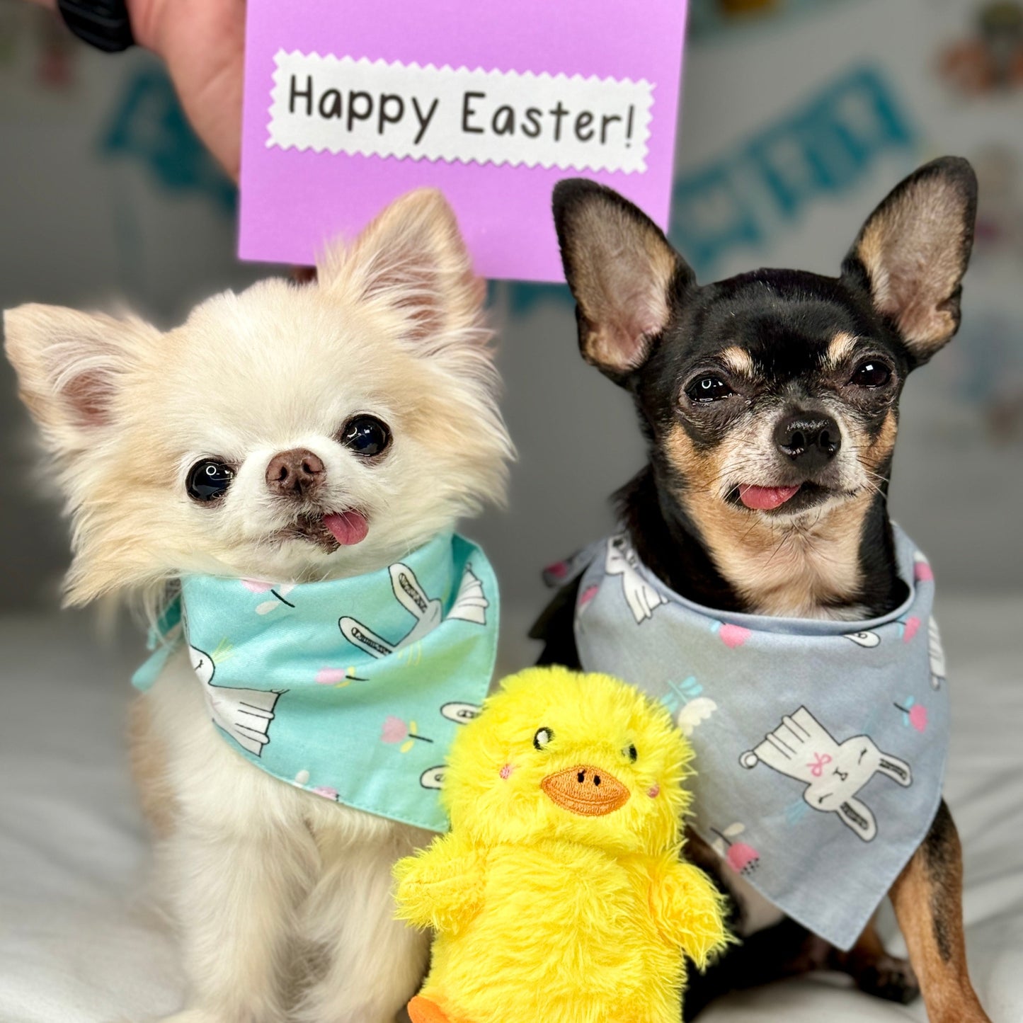 Personalized Video by Tiny Chihuahua Cedric and Maya