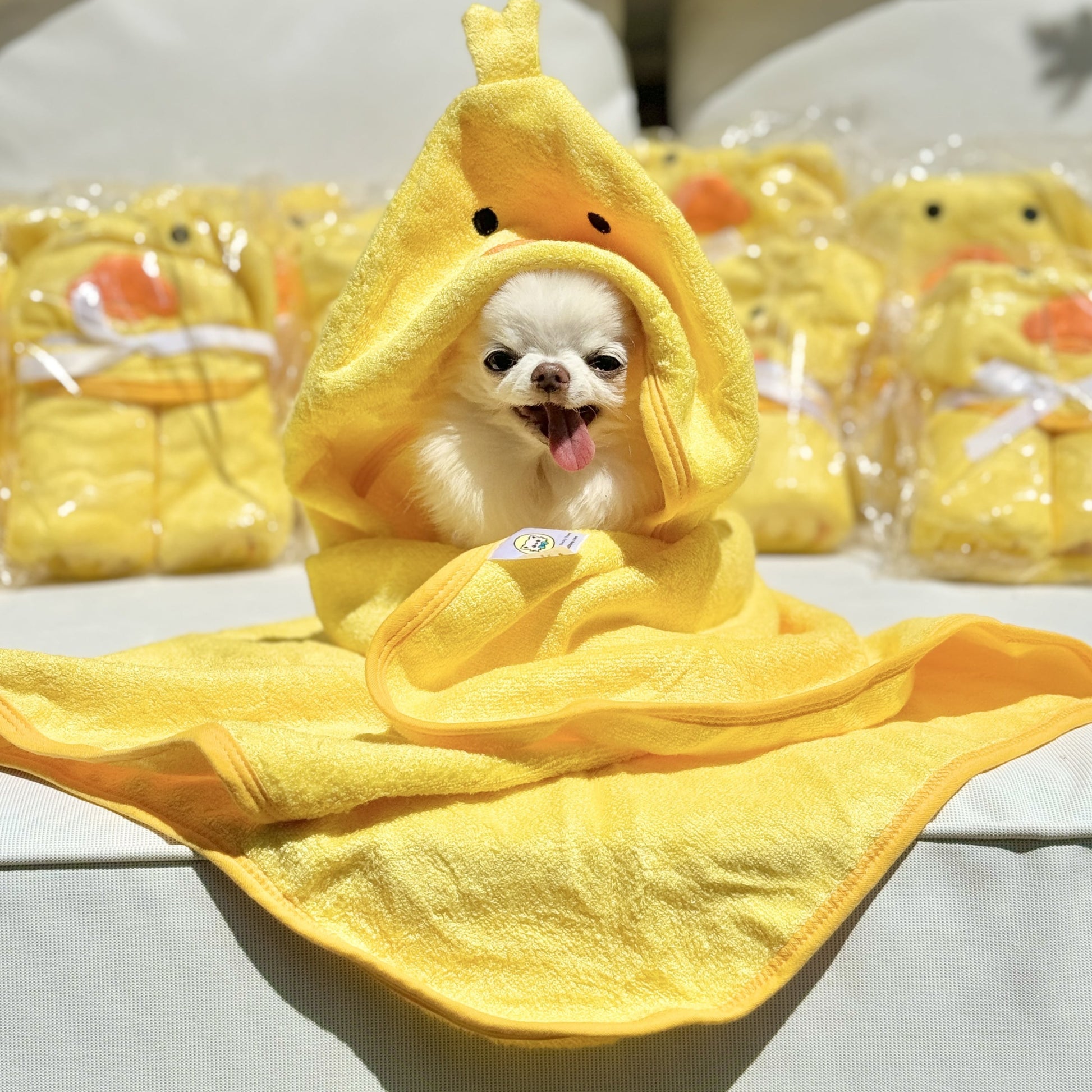 Chihuahua Cedric Introducing his new Favourite Ducky Towels