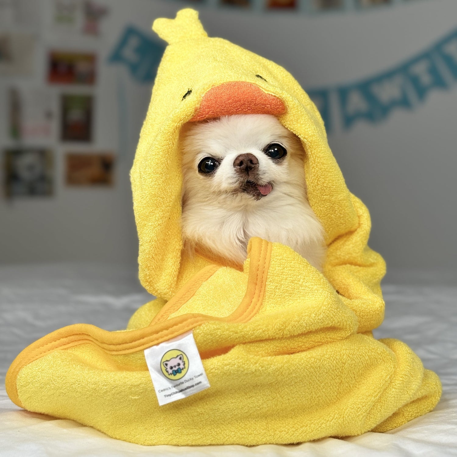 Chihuahua Cedric's Favourite Ducky Towel