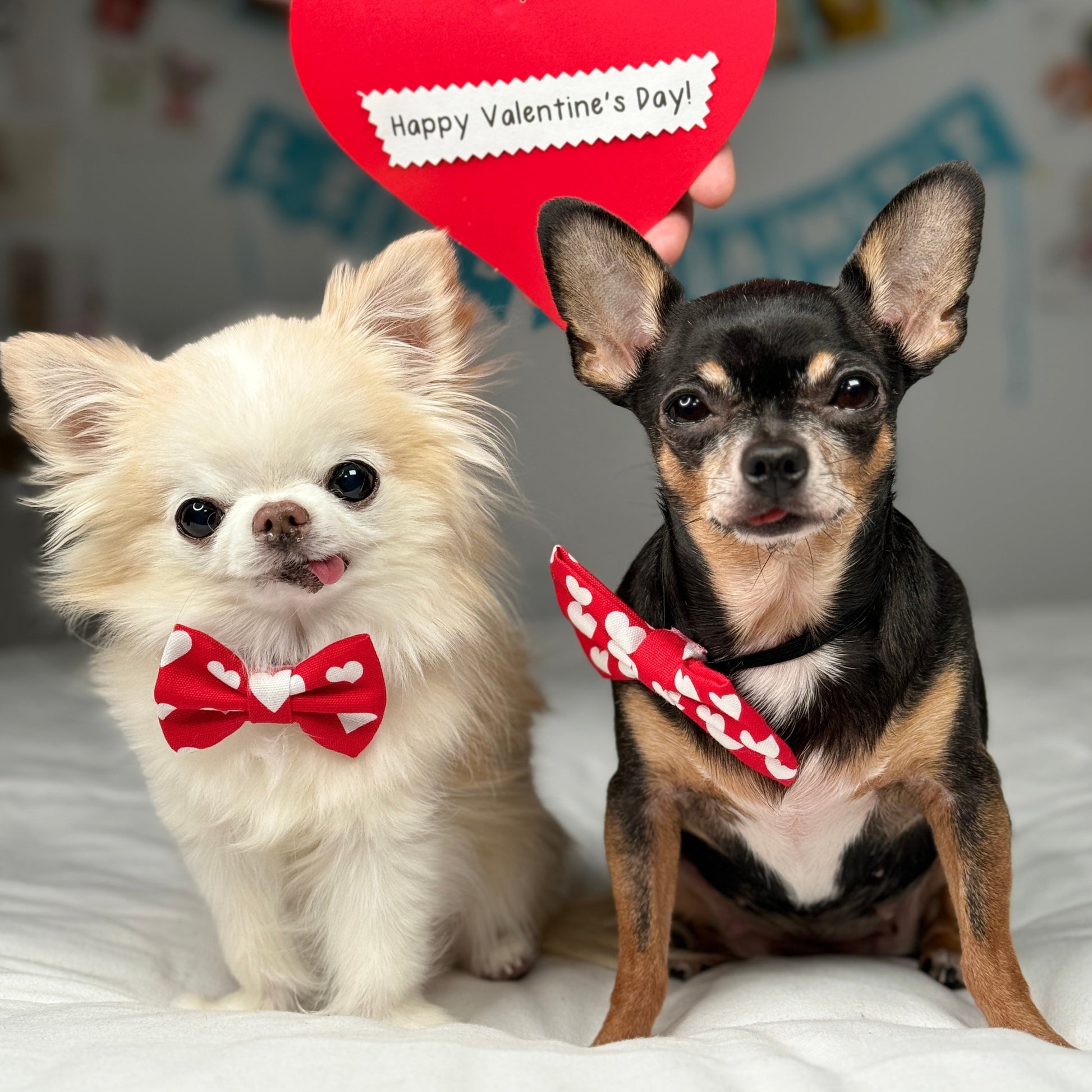 Tiny chihuahua Cedric and Maya wearing valentine's day themed bow ties. Sitting and looking straight into the camera. Above their heads is a heart shaped card that reads Happy Valentine's Day!.