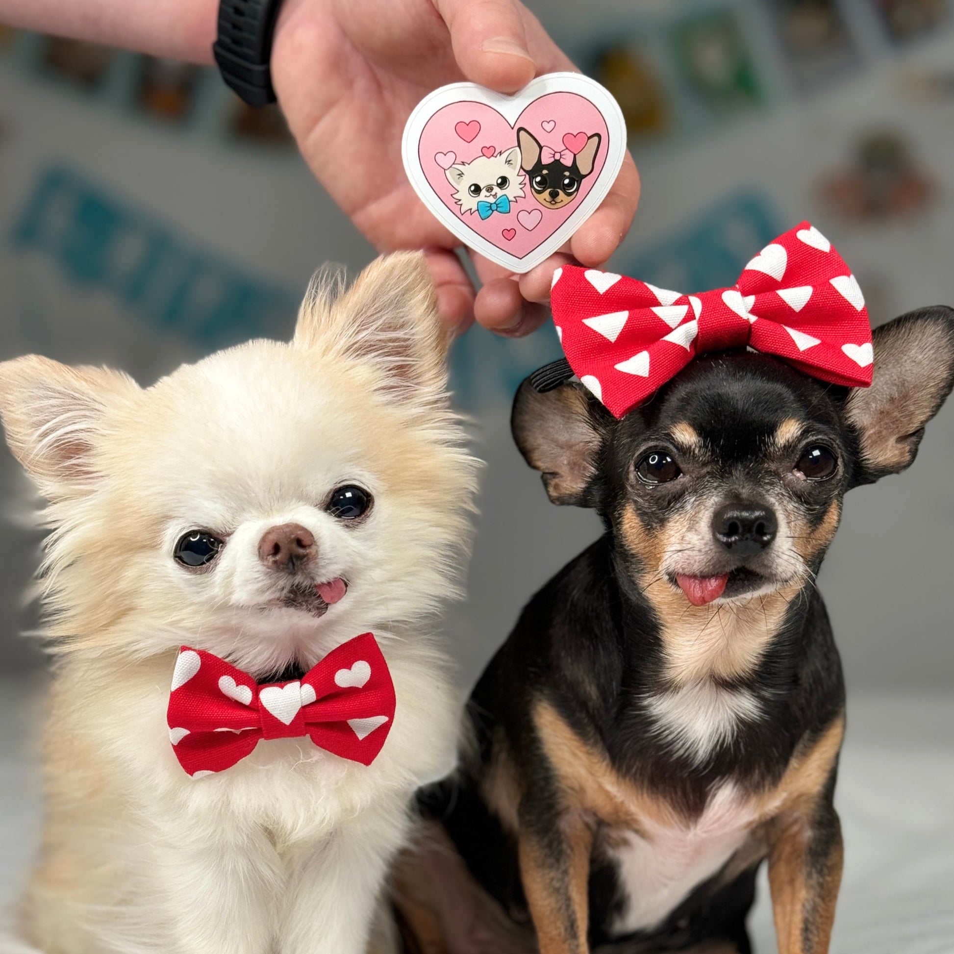 A hand holding Cedric & Maya's Sibling Heart Sticker above the real-life Tiny Chihuahuas Cedric, wearing a heart bow tie, and Maya with a heart bow, showcasing the sticker's design of sibling love against the backdrop of its inspirations, creating a delightful and heartwarming comparison.