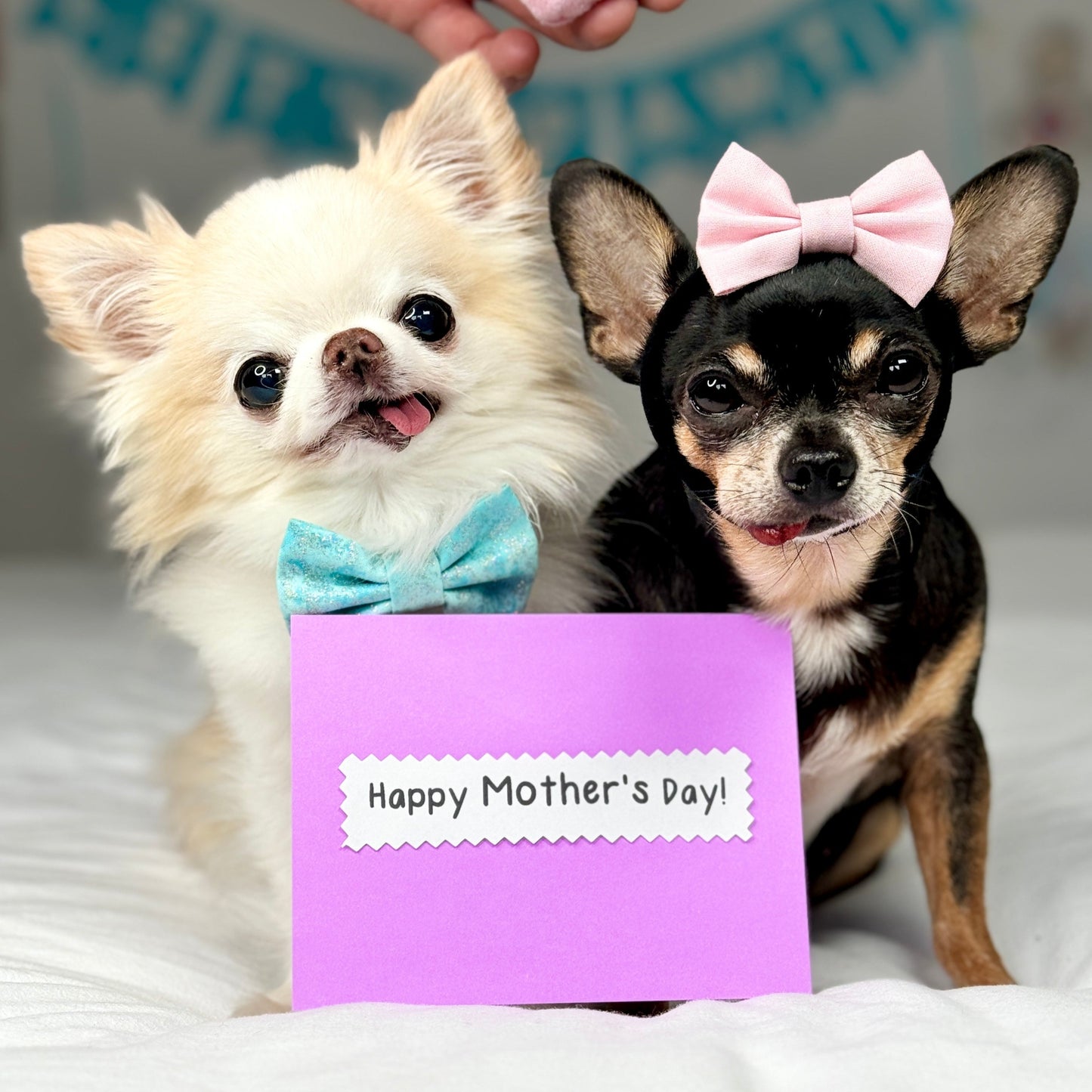 Personalized Video by Tiny Chihuahua Cedric and Maya