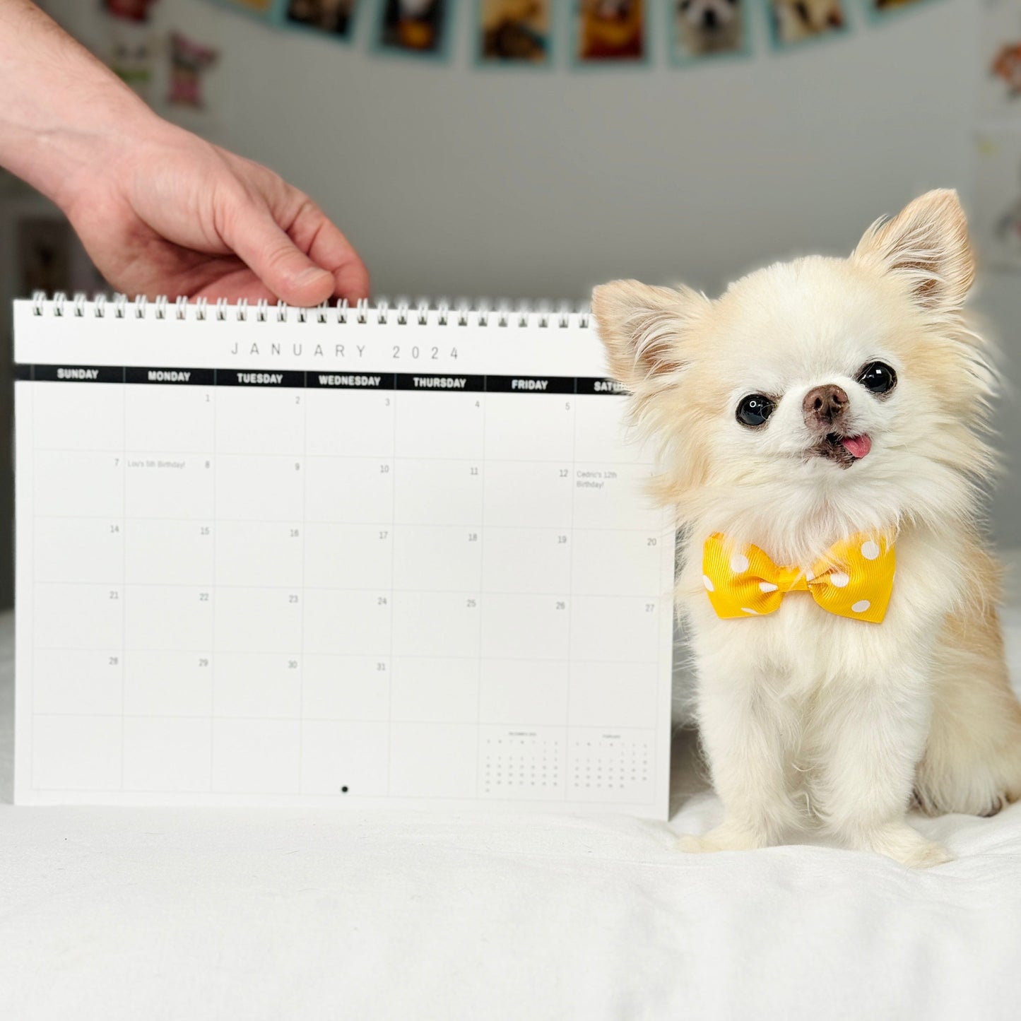 Tiny Chihuahua Cedric's Calendar 2024