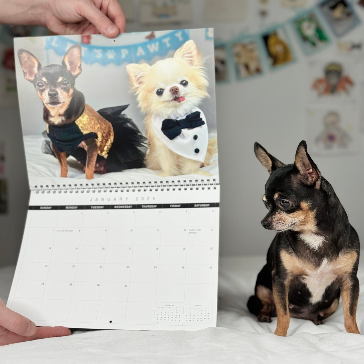 Tiny Chihuahua Cedric S Calendar 2024