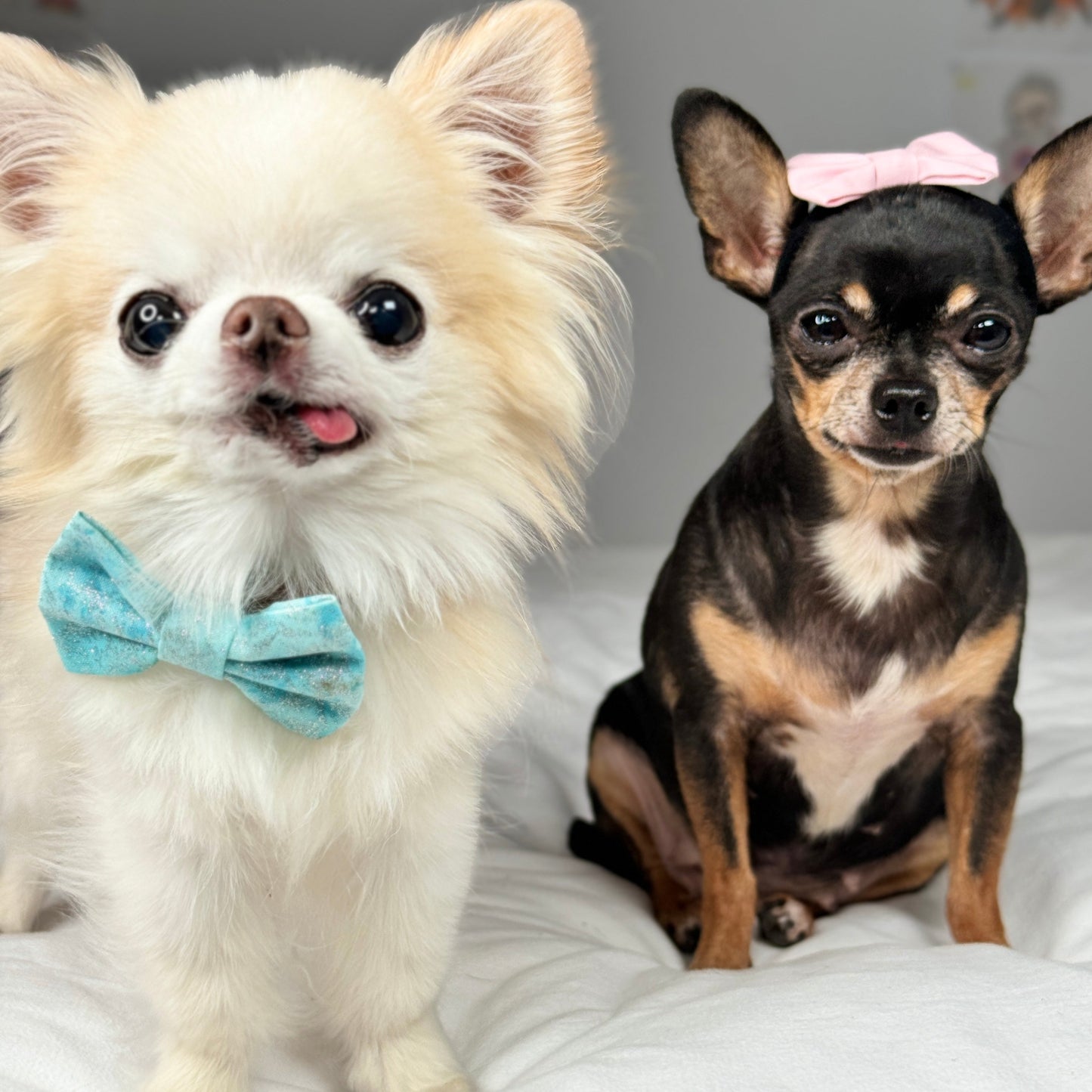 Personalized Video by Tiny Chihuahua Cedric and Maya - Tiny Chihuahua Shop