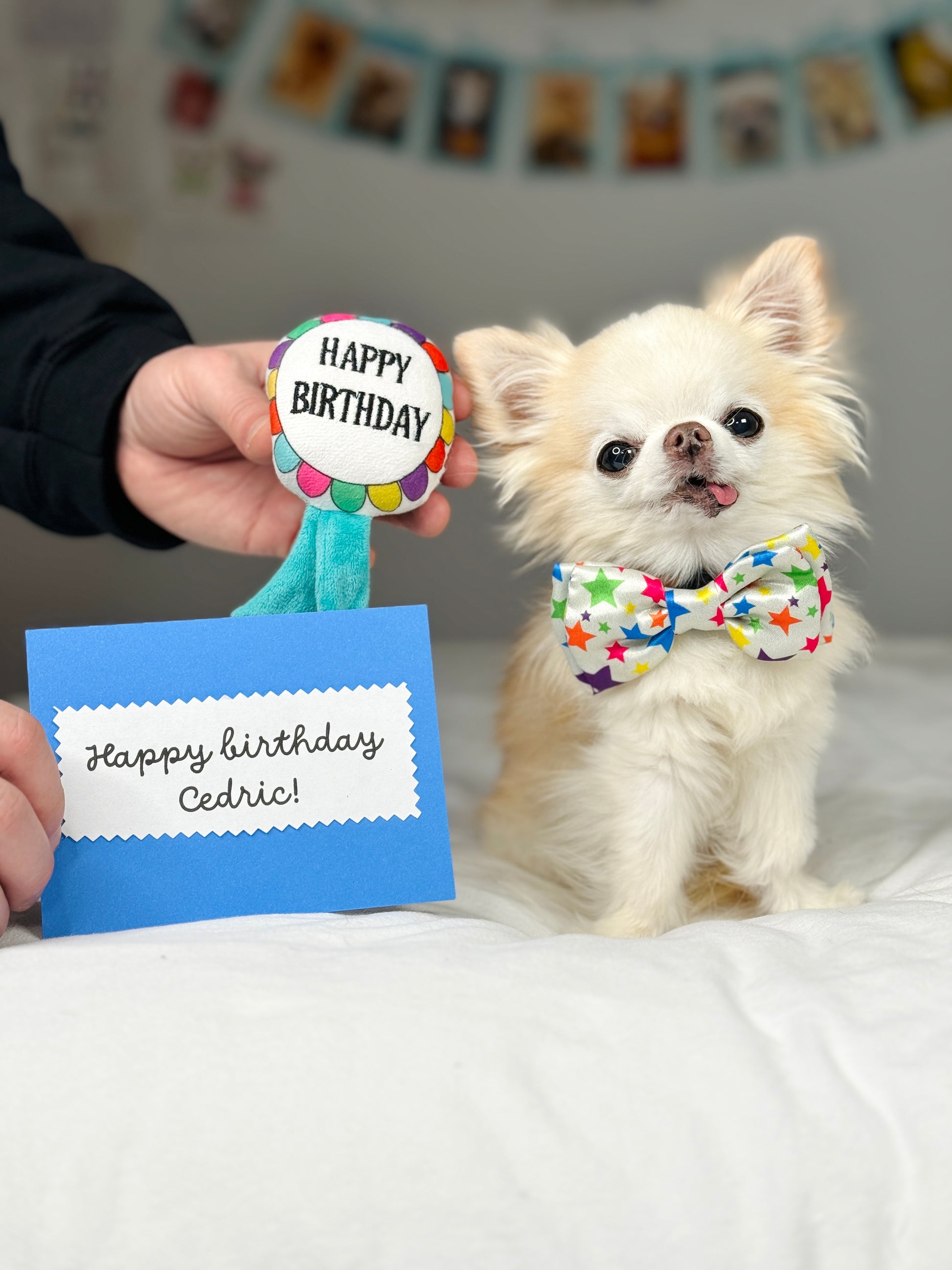 Tiny Chihuahua Cedric Singing Saying Happy Birthday Cedric!