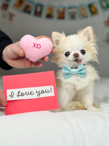 Timy Chihuahua Cedric saying I Love You!