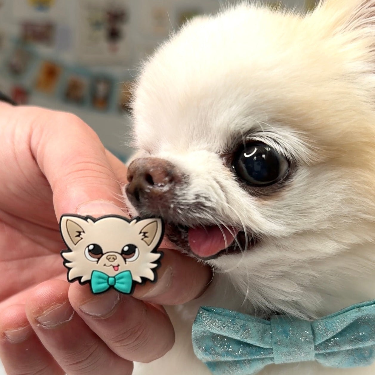 tiny chihuahua cedric clog charm