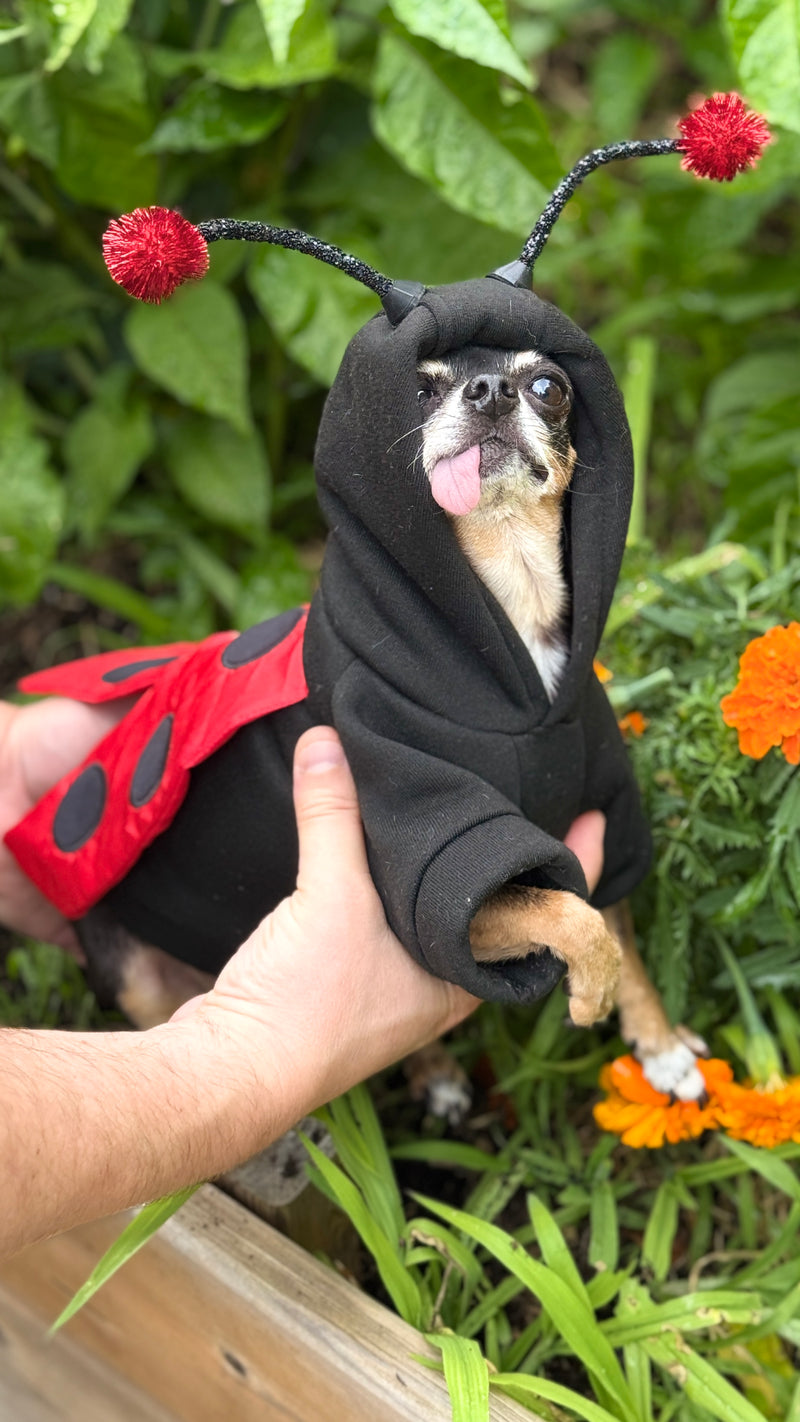 Maya’s ladybug costume