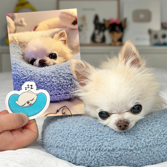 A small fluffy white dog rests on a blue textured cushion in a bedroom setting, while a hand holds up a printed photo of the dog lying in a purple cushion and a cartoon sticker of the dog in a blue cushion.