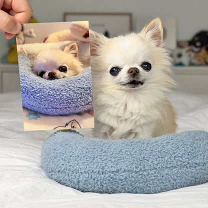 A small fluffy white dog sits on a white bed holding a light blue crescent-shaped plush pet bed, while a human hand holds up a reference photo of a small dog in a matching blue bed. The room background shows a white wall with some decorative items.