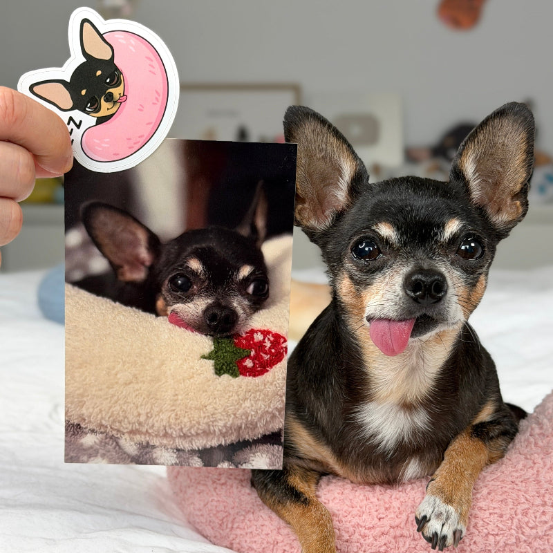 A small black and tan Chihuahua dog sits on a pink pet bed in a bedroom setting, while a hand holds up a die-cut sticker of the dog lying on a pink crescent moon. A smaller reference photo of the dog is also held up beside it.