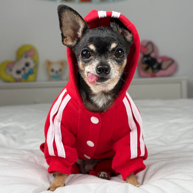 Tiny Chihuahua Maya wearing a red tracksuit.