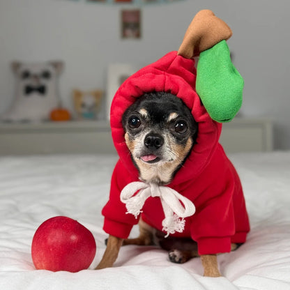Tiny black Chihuahua wearing a red apple Halloween dog costume with a green leaf hood and a red apple beside it.