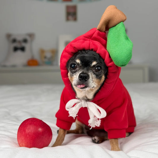 Tiny black Chihuahua wearing a red apple Halloween dog costume with a green leaf hood and a red apple beside it.