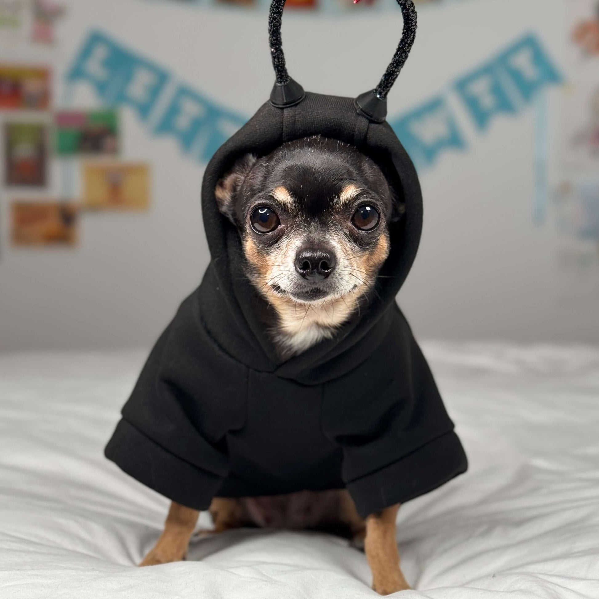 Tiny Chihuahua Maya wearing a black hoody ladybug costume for small dogs, perfect for Halloween.