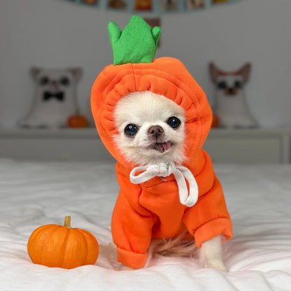 Tiny white Chihuahua wearing an orange carrot Halloween dog costume with a green leafy hood, sitting beside a miniature pumpkin.