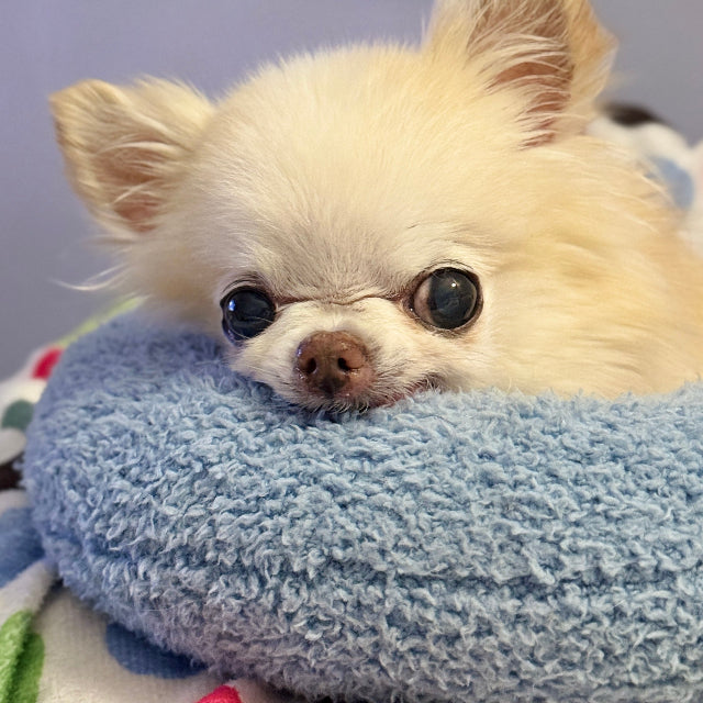 Small white dog with large ears on a blue cushion