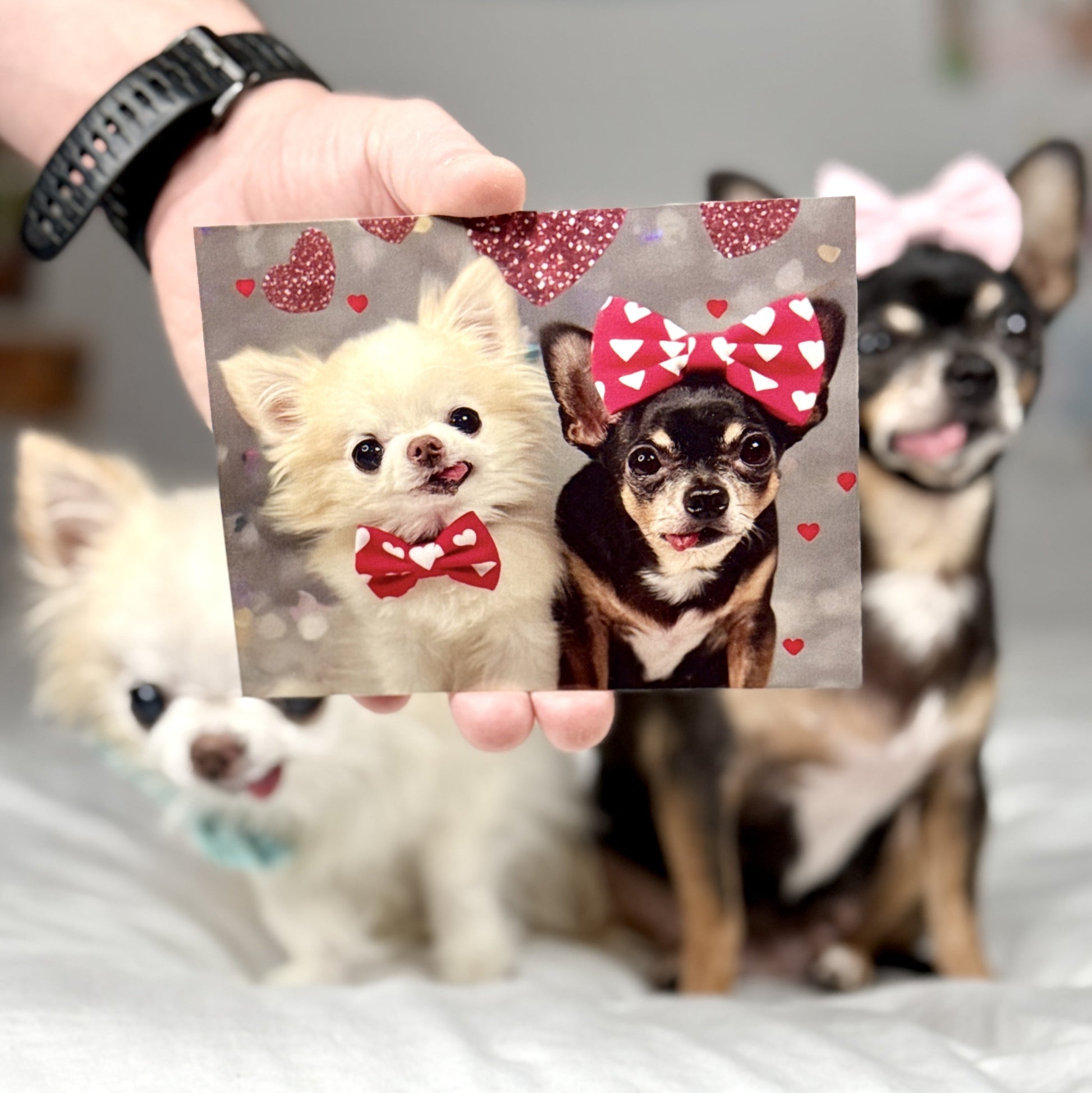 Valentine-themed pawdographed photo of Cedric and Maya wearing red bowties with heart decorations in the background.