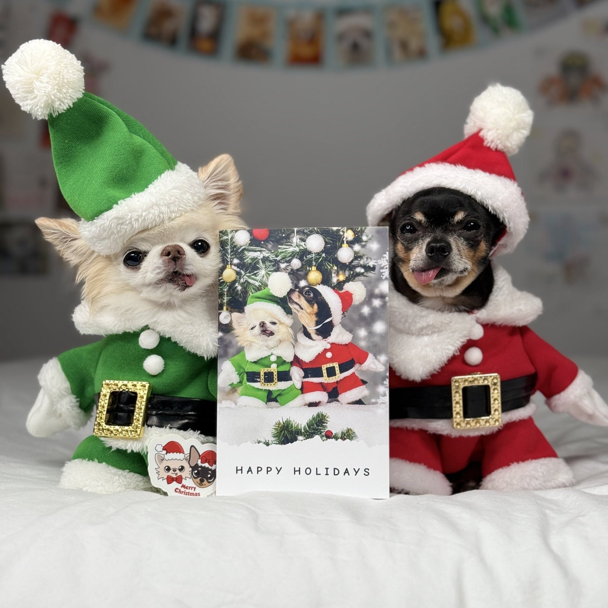 Cover of Pawdographed Christmas Card featuring Cedric and Maya dressed in festive outfits.