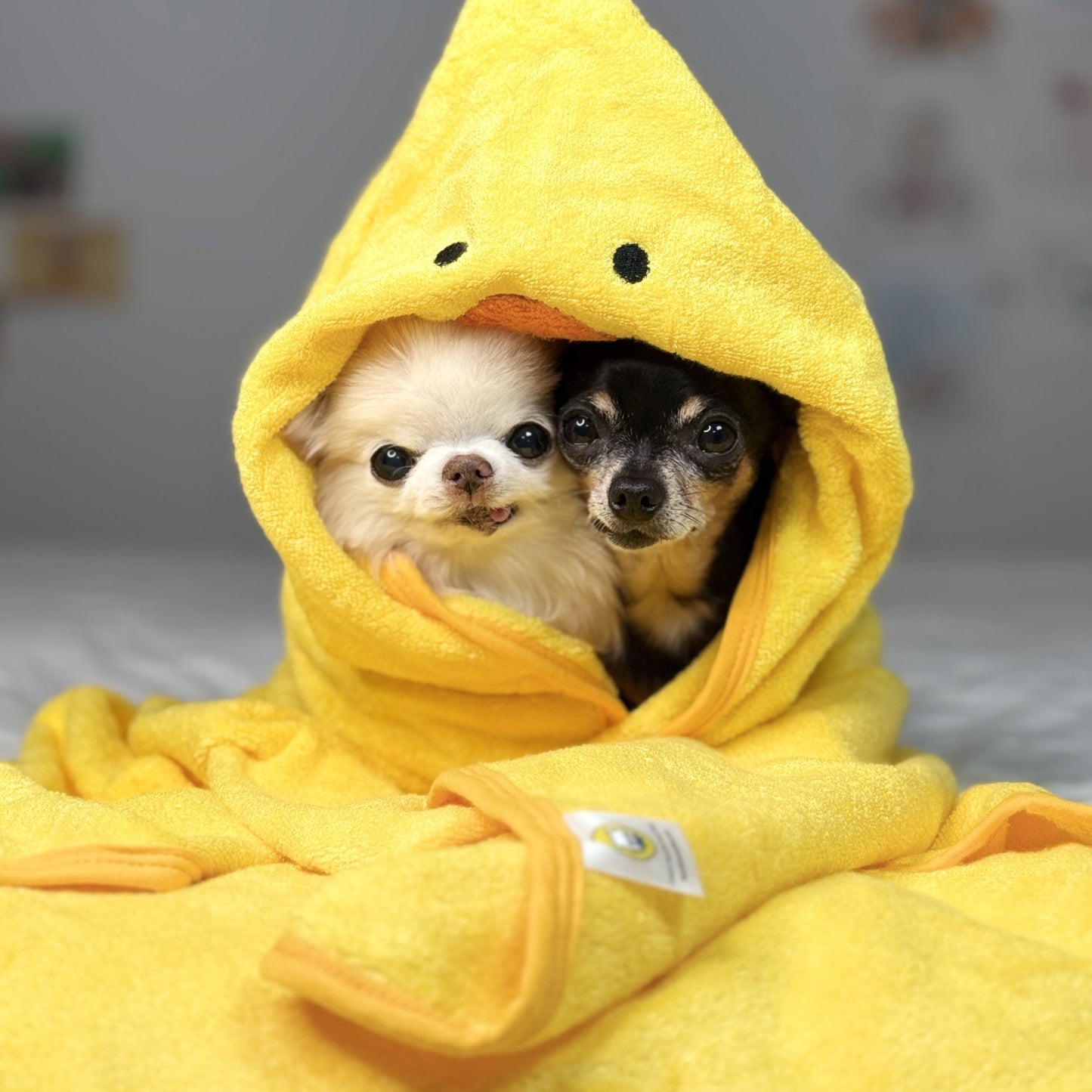 Two small dogs snuggled together inside Cedric's Favourite Ducky Towel size Large with a hooded duck face, showing the towel’s cozy fit.