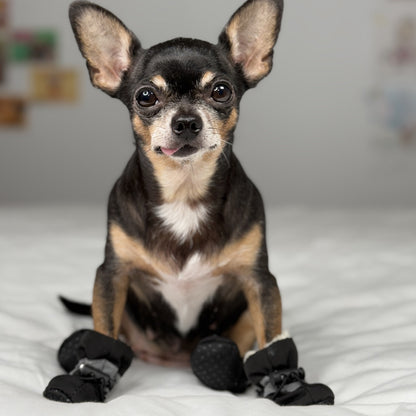 Front view of a Chihuahua wearing black waterproof small dog boots with faux-fur lining on a white bed.