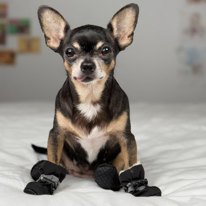 Front view of a Chihuahua wearing black waterproof small dog boots with faux-fur lining on a white bed.