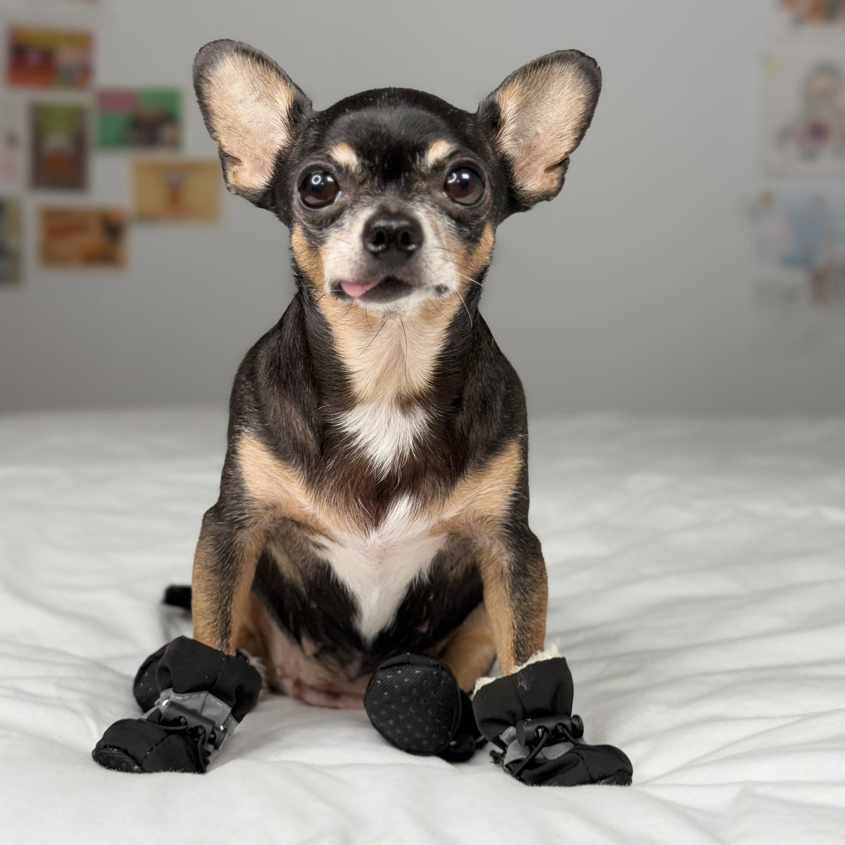 Un chihuahua porte des bottes noires imperméables pour petit chien, doublées de fausse fourrure, sur un lit blanc.