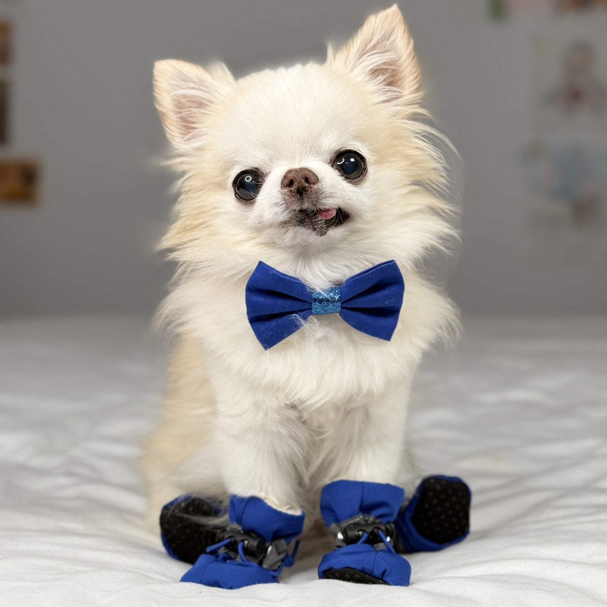 Un chihuahua porte des bottes bleues pour chien et un nœud papillon.