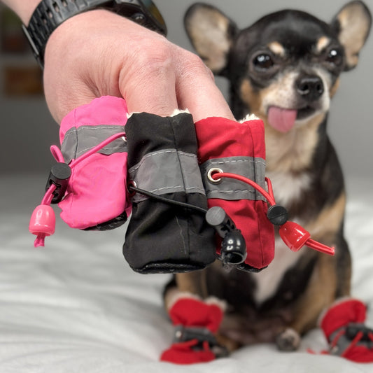 Closeup of red, black, and pink small dog boots with adjustable straps, held in front of a Chihuahua wearing red boots.