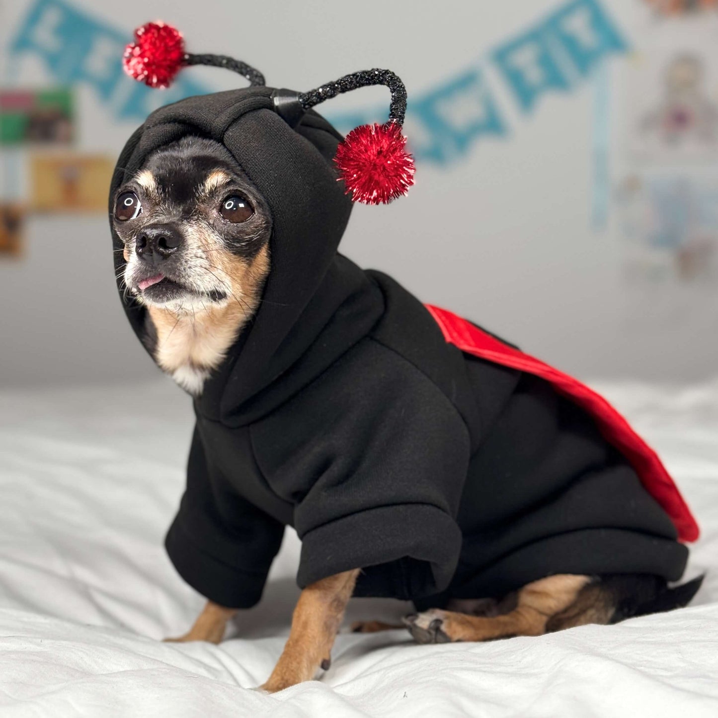 Chihuahua Maya dressed in a Halloween ladybug costume with red antennas and wings.