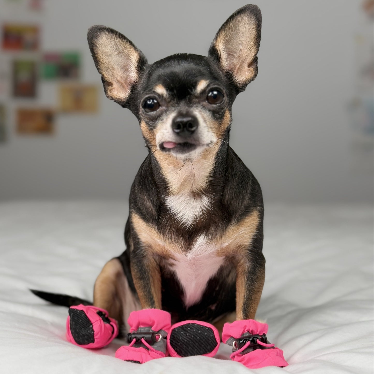 Front view of a Chihuahua wearing pink waterproof small dog boots on a white bed.