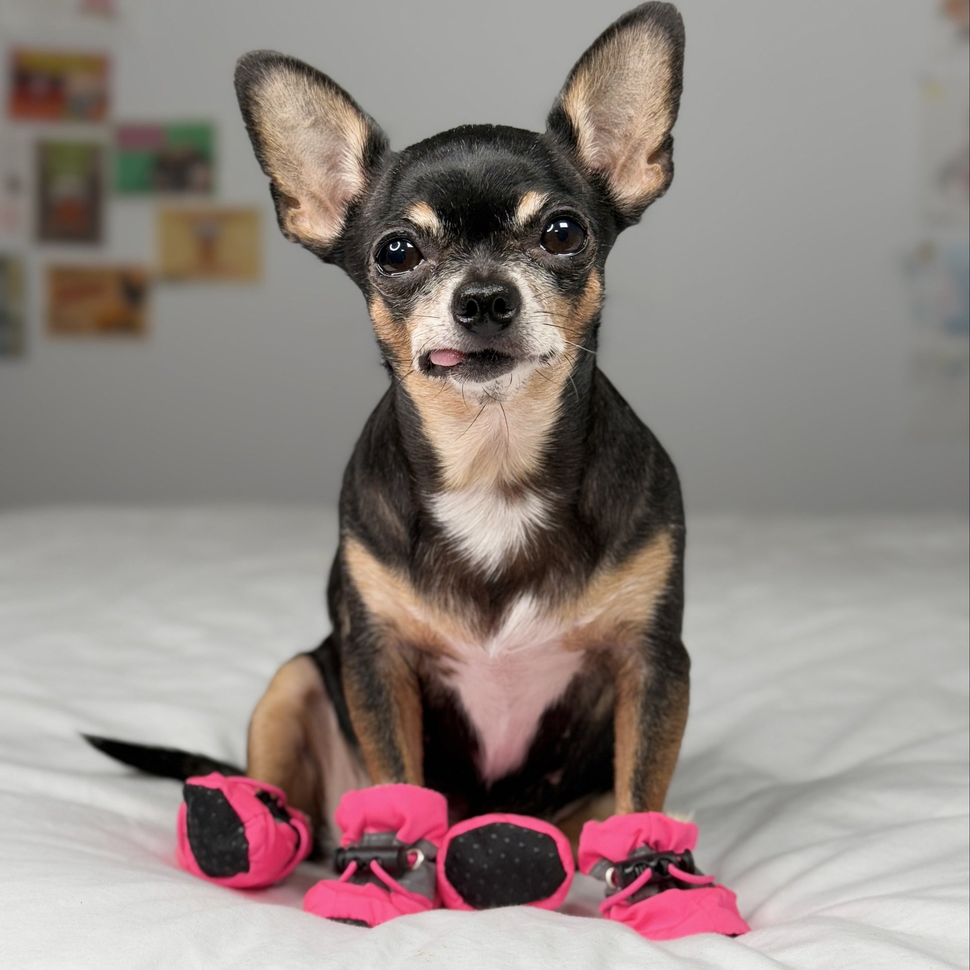 Chihuahua wearing pink waterproof small dog boots on a white bed.