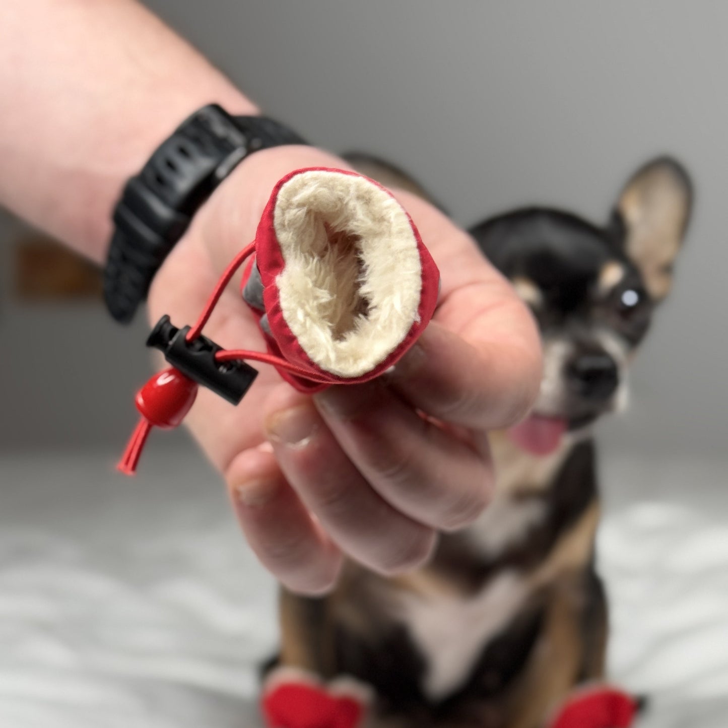 Closeup of the faux-fur lining inside a red small dog boot, held in front of a Chihuahua wearing matching red boots.