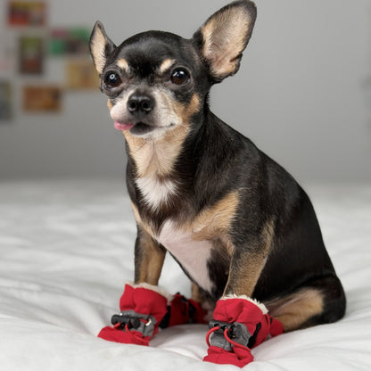 Chihuahua wearing red waterproof small dog boots with faux-fur lining on a white bed.