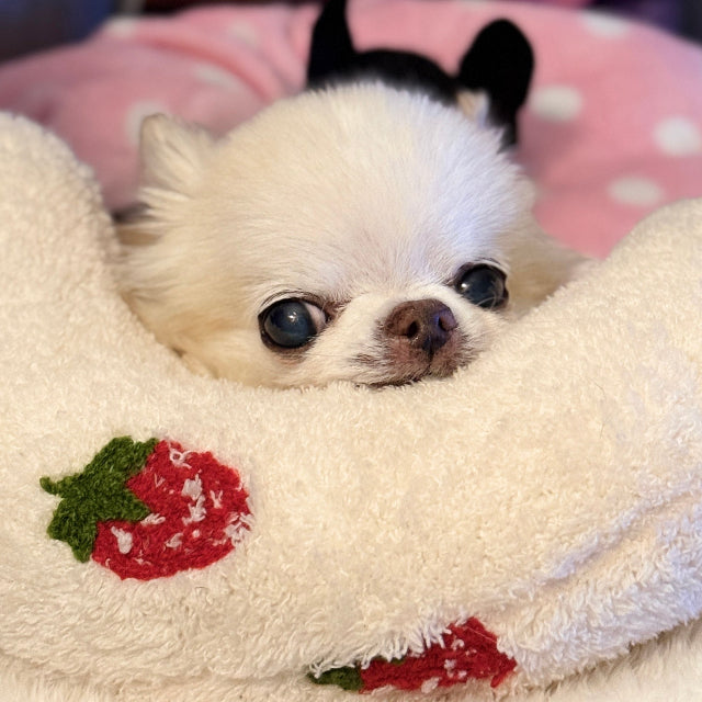 Small dog peeking out from behind a plush toy with strawberry design