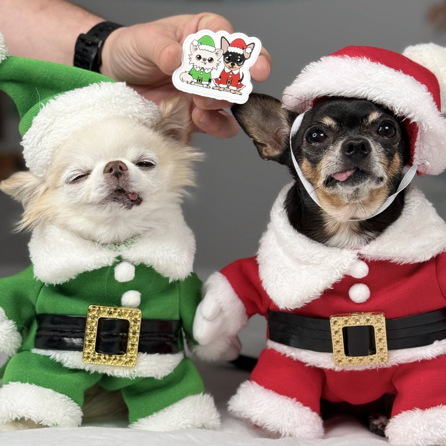 Elf Cedric and Santa Maya Sticker displayed with real Chihuahuas dressed in festive elf and Santa costumes, highlighting the sticker's adorable holiday design.