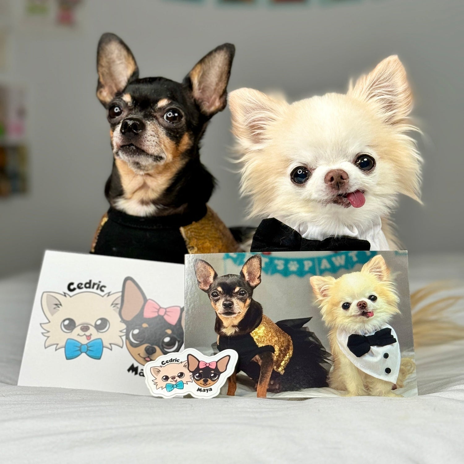 Exclusive Pawdographed Cedric and Maya Fan Bundle - Tiny Chihuahua Shop