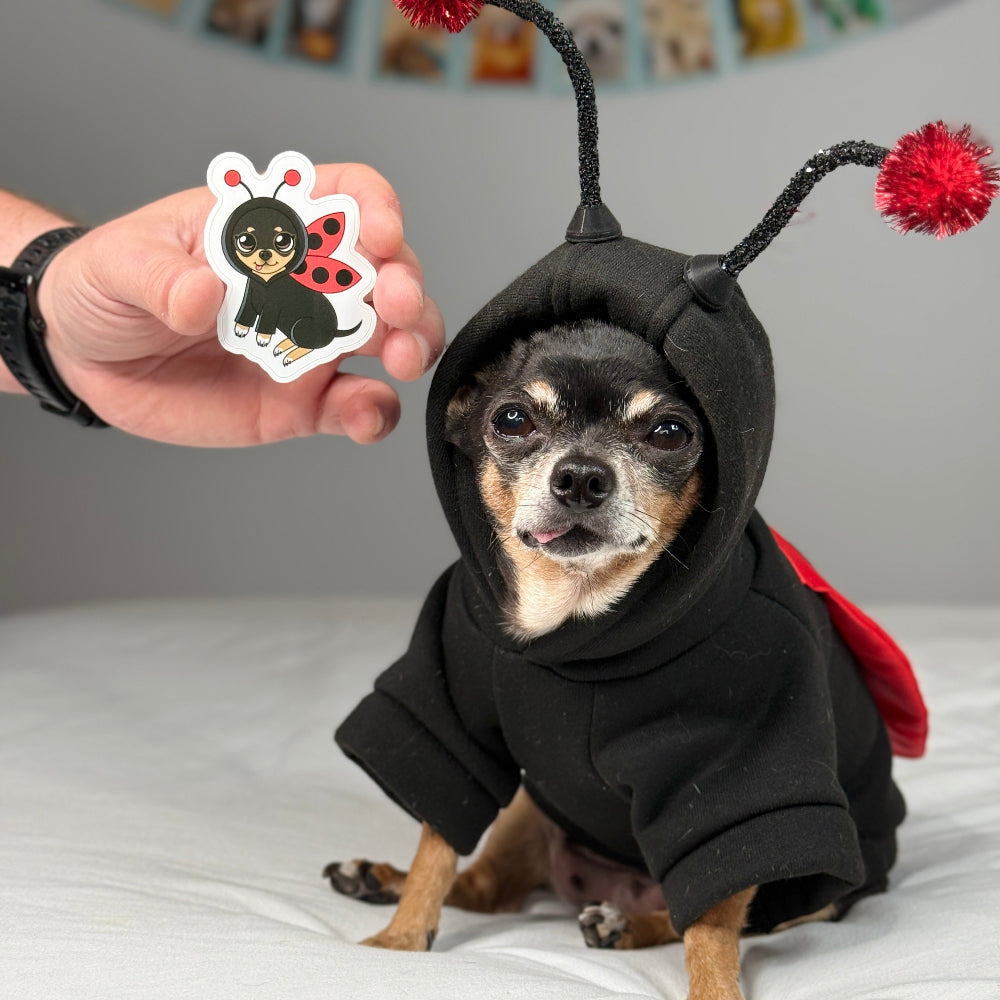 Dog wearing a black hood ladybug costume for small dogs with red pom-poms, sitting on a bed.