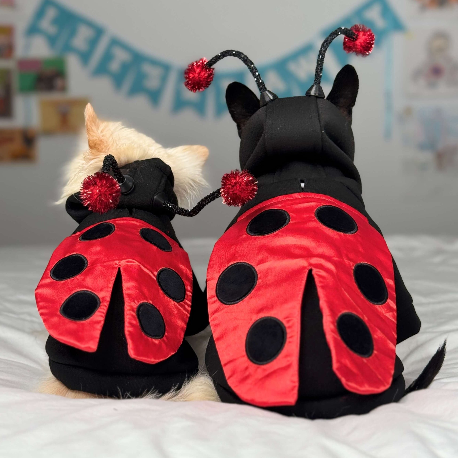 Tiny Chihuahuas Maya and Cedric in matching black hoody ladybug costumes with red wings.