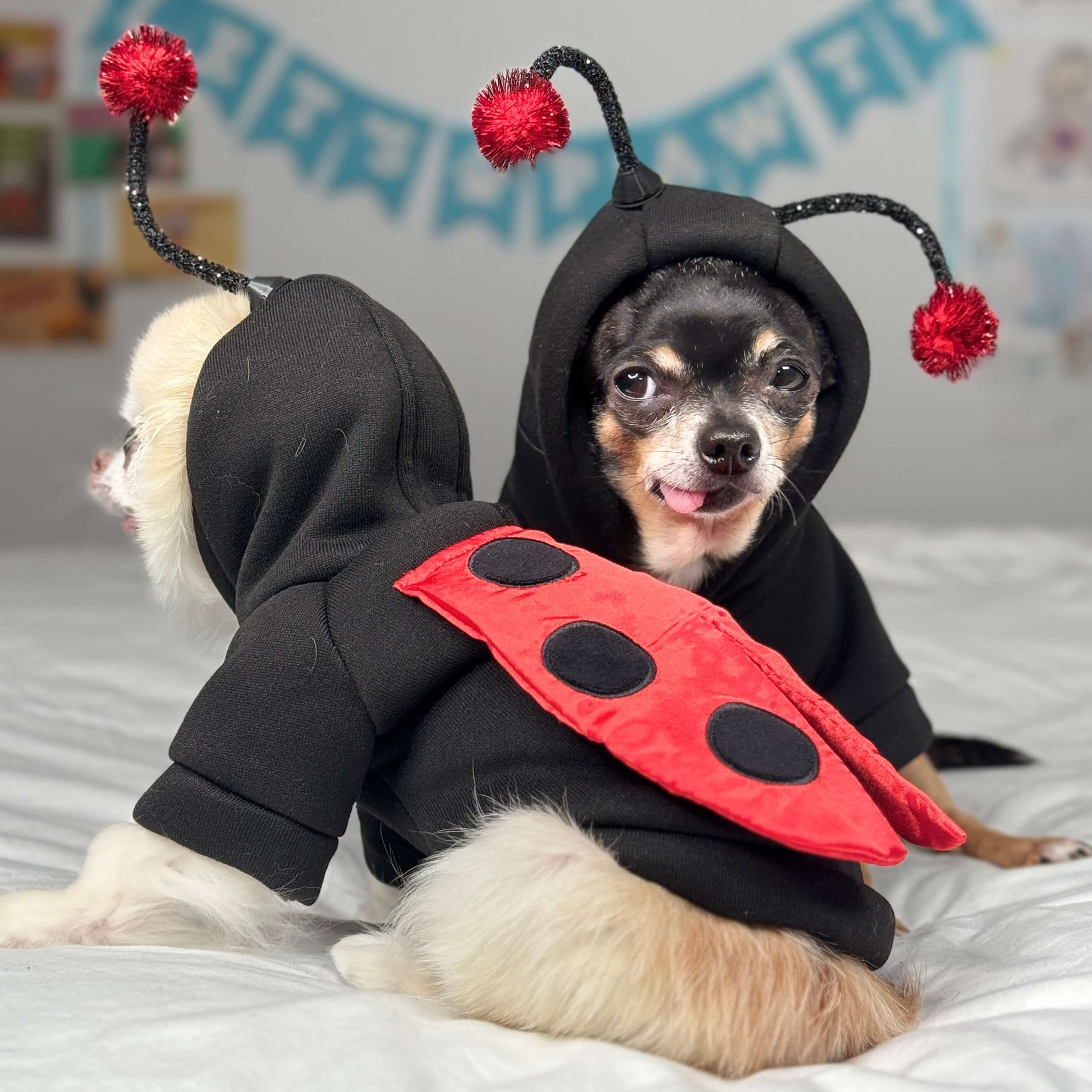 Maya and Cedric in a side view, wearing matching black hoody ladybug costumes for Halloween.